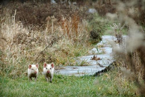 我們的環(huán)境會(huì)好嗎？——“數(shù)說(shuō)”大氣、水、土壤污染防治三大戰(zhàn)役